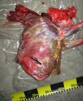 Abator clandestin descoperit la Petid. Poliţiştii SIF au confiscat sute de kilograme de carne de porc şi de vită! 